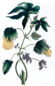 ゴシピウム - 綿花、1823 年