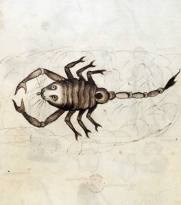 Sloane 3983. Folio No: 23 星座さそり座 (羊皮紙) 作： Netherlandish School
