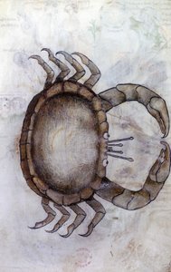 Sloane 3983 f.14v、カニ、蟹座の星座 作： Netherlandish School