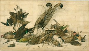 タイトルなし（オーストラリアの猟鳥） 作： Neville Cayley