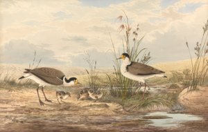 Maskenkiebitz、Vanellus マイル 作： Neville Henry Cayley