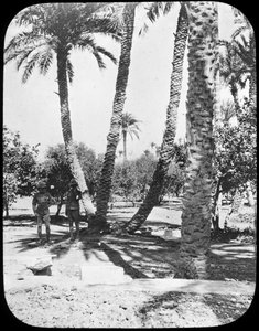 General Gordons Garden、ハルツーム、スーダン、c1890