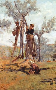オリーブの収穫、1892年頃（キャンバスに油彩） 作： Niccolo Cannicci