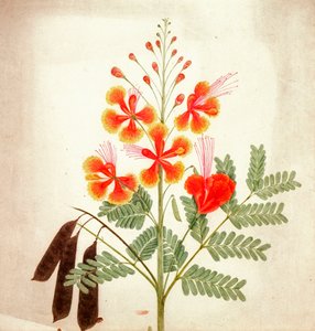 花の習作 1840年頃 （水彩画） 作： Nicholas Tomlinson