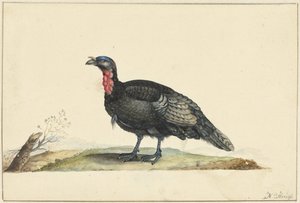 黒い羽毛と赤い穂を持つ鳥、左向きで立っている