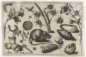 花、ネズミ、昆虫、ムール貝 鳥・花・虫など（連載タイトル） 作： Nicolaes de Bruyn (possibly)