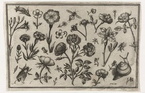 花、ハエ、カタツムリ 鳥・花・虫など（連載タイトル） 作： Nicolaes de Bruyn (possibly)