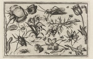 花と昆虫 鳥・花・虫など（連載タイトル） 作： Nicolaes de Bruyn (possibly)