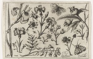 花と蝶 鳥・花・虫など（連載タイトル） 作： Nicolaes de Bruyn (possibly)