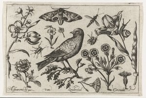 花、虫、夜孔雀の目、カラス 鳥・花・虫など（連載タイトル） 作： Nicolaes de Bruyn (possibly)