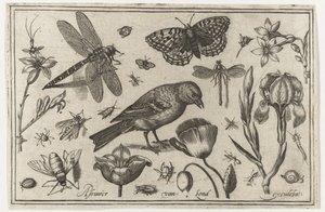 花とトンボと鳥 鳥・花・虫など（連載タイトル） 作： Nicolaes de Bruyn (possibly)