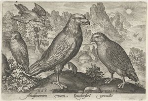 ワシやその他の猛禽類 鳥と虫（連載タイトル） 作： Nicolaes de Bruyn