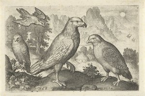 ワシやその他の猛禽類 鳥と虫（連載タイトル）