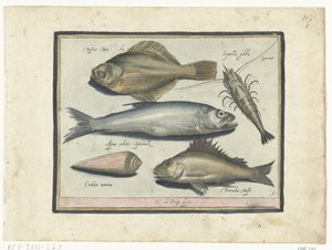 ヒラメ、エビ、ワカサギ、ポス Libelivs varia Genera piscium complectens (シリーズタイトル) 淡水魚・海魚・カエル・甲殻類・海の生き物（連載タイトル） 作： Nicolaes de Bruyn