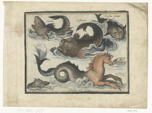 タツノオトシゴを含む素晴らしい水生動物 Libelivs miscellaneous Genera piscium complectens (シリーズタイトル) 淡水魚・海魚・カエル・甲殻類・海の生き物（連載タイトル） 作： Nicolaes de Bruyn