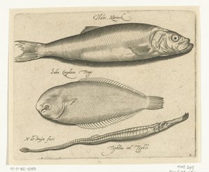ニシン、カレイ、ヨウジウオ Libelivs varia Genera piscium complectens (シリーズタイトル) 淡水魚・海魚・カエル・甲殻類・海の生き物（連載タイトル） 作： Nicolaes de Bruyn