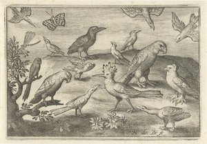 ヤツガシラと他の鳥 鳥と虫（連載タイトル） 作： Nicolaes de Bruyn