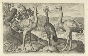 2 つのダチョウの間のタンチョウ 鳥と虫（連載タイトル） 作： Nicolaes de Bruyn
