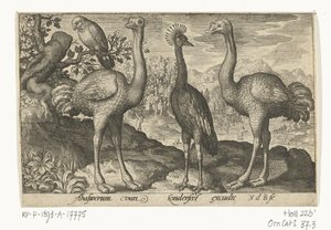 2 つのダチョウの間のタンチョウ 鳥と虫（連載タイトル） 作： Nicolaes de Bruyn