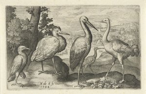 コウノトリ、ツル、サギ、ヘラサギ 鳥と虫（連載タイトル） 作： Nicolaes de Bruyn
