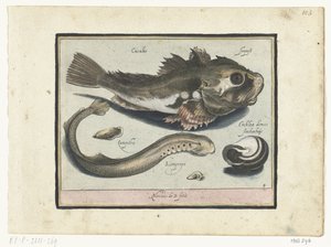 ホウボウ、プリック、カタツムリの殻 Libelivs varia Genera piscium complectens (シリーズタイトル) 淡水魚・海魚・カエル・甲殻類・海の生き物（連載タイトル）