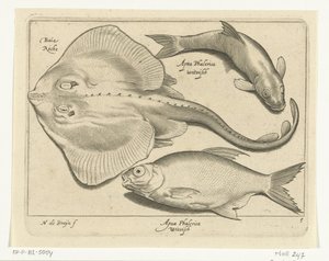 エイ、鯛、白身魚 Libelivs varia Genera piscium complectens (シリーズタイトル) 淡水魚・海魚・カエル・甲殻類・海の生き物（連載タイトル） 作： Nicolaes de Bruyn