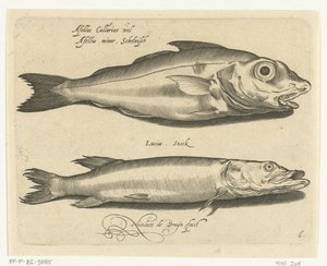 ハドックとカワカマス Libelivs varia Genera piscium complectens (シリーズタイトル) 淡水魚・海魚・カエル・甲殻類・海の生き物（連載タイトル） 作： Nicolaes de Bruyn