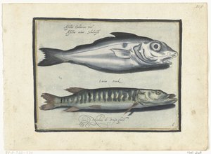 ハドックとカワカマス Libelivs varia Genera piscium complectens (シリーズタイトル) 淡水魚・海魚・カエル・甲殻類・海の生き物（連載タイトル） 作： Nicolaes de Bruyn