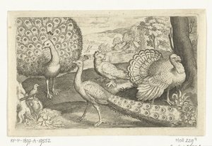 2 つの孔雀と七面鳥 鳥と虫（連載タイトル）