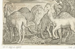 ヒトコブラクダ4匹 Animalivm qvadrvpedvm (シリーズタイトル) 風景の中の動物（シリーズタイトル）