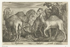ヒトコブラクダ4匹 Animalivm qvadrvpedvm (シリーズタイトル) 風景の中の動物（シリーズタイトル）