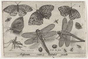 蝶とトンボ 鳥と虫（連載タイトル） 作： Nicolaes de Bruyn