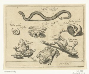 水ヘビ、カエル、ヒキガエル Libelivs varia Genera piscium complectens (シリーズタイトル) 淡水魚・海魚・カエル・甲殻類・海の生き物（連載タイトル）