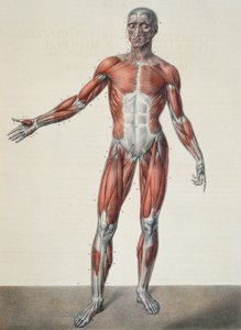 人体の解剖学、1831年、パリのバーナードによって彫刻されたジャンバティストマルクブールジェリー（1797年〜1849年）による「Traite Complet d&39;Anatomie de l&39;Homme」から 作： Nicolas Henri Jacob