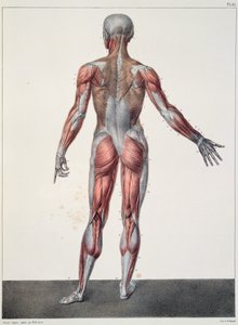 人体の解剖学、1831年、パリのバーナードによって彫刻されたジャンバティストマルクブールジェリー（1797年〜1849年）による「Traite Complet d&39;Anatomie de l&39;Homme」から 作： Nicolas Henri Jacob