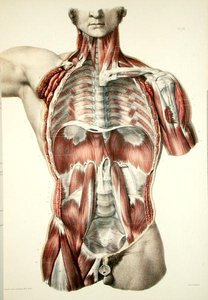 皮を剥がされた胴体、Jean-Baptiste Marc Bourgery (1797-1849) 1866-67年の「Traite Complete de l