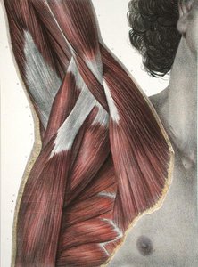 ジャン＝バティスト・マルク・ブルガリ（1797-1849）の「人間と解剖学の完全な講義」から「肩と腋窩」 1866-67年（彩色彫刻） 作： Nicolas Henri Jacob