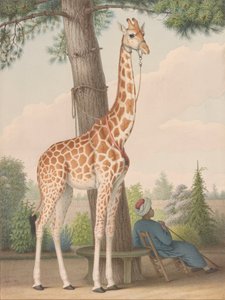 エジプトの副官によってチャールズXに与えられたキリンの研究 作： Nicolas Hüet the Younger