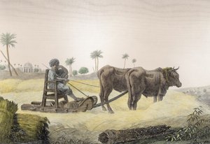 第2巻の芸術と貿易からのトウモロコシの収穫、「エジプトの説明」、パブ。ナポレオンの命令の下、1822年（後の着色） 作： Nicolas Jacques Conte