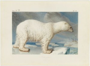 ホッキョクグマ、1796 年。