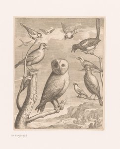 フクロウと他の鳥 Alouco Hibou (オブジェクトのタイトル) ベルサイユ動物園の鳥 (シリーズ名) 作： Nicolas Robert (possibly)
