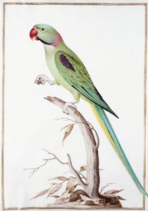 アレクサンドリンインコ 作： Nicolas Robert