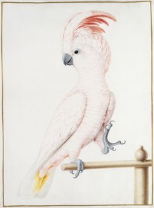 ミッチェル少佐のオウム 作： Nicolas Robert