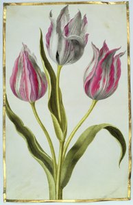 チューリップ、1675年頃（ベラムのガッシュ） 作： Nicolas Robert