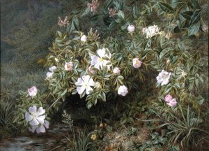 犬の薔薇の習作」1900年頃（油彩・キャンバス） 作： Niels Pieter Rasmussen