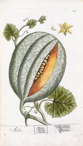メロン、1750年から1765年頃 作： Nikolaus Friedrich Eisenberger