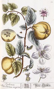 15 作： Nikolaus Friedrich Eisenberger