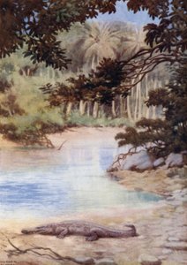 英領ソロモン諸島「クロコダイルの家」（カラーリトグラフ 作： Norman Hardy