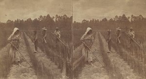 ホーイング・ライス、1876～1888年。 作： O. Pierre Havens