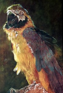 ブルー＆ゴールド・コンゴウインコ 作： オディール・キッド